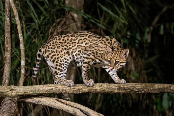 istock Ocelot (Leopardus pardalis) on tree branch at night in the Pantanal 1691550072