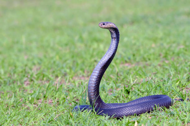 istock Javanese spitting cobra on a grassland 1691551242