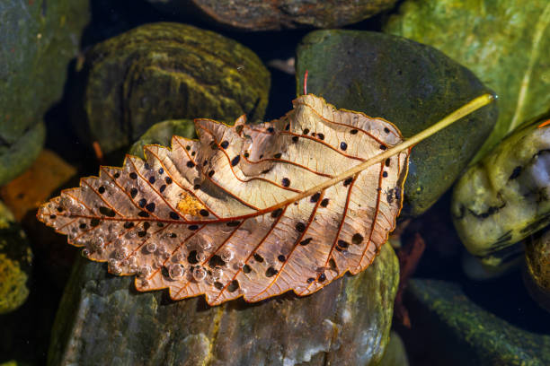 Colorful Leaf Along A Riverbank stock photo