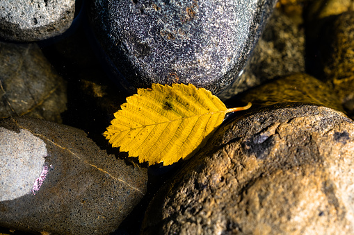 A colorful leaf along a riverbank on Vancouver Island.