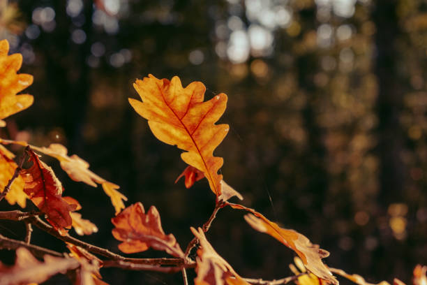 istock Close-up of an orange oak leaf in the forest. 1691557540