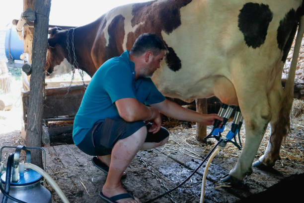 A man milking a cow with a milking machine