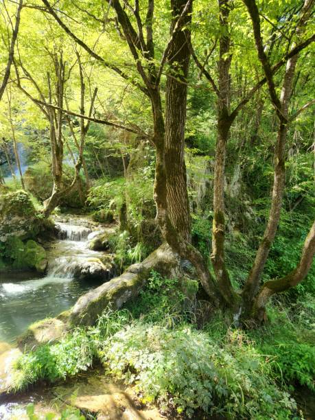 istock Fairytale Nature Preserve in Serbia 1691565316