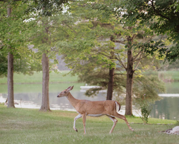 Doe strolls by summer lake in Fort Wayne, Indiana. in Bloomington, Indiana, United States