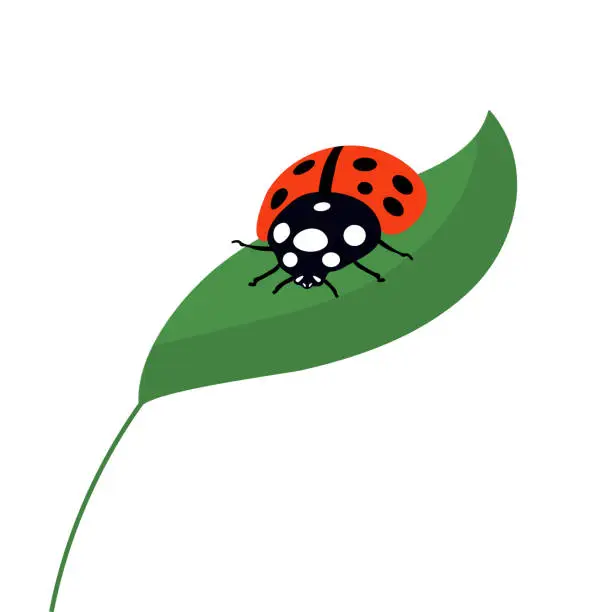 Vector illustration of Ladybug sitting on a green leaf