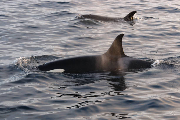 istock orcas or killer whales, Orcinus orca, encountered off Skjervoy, Norway 1691590998