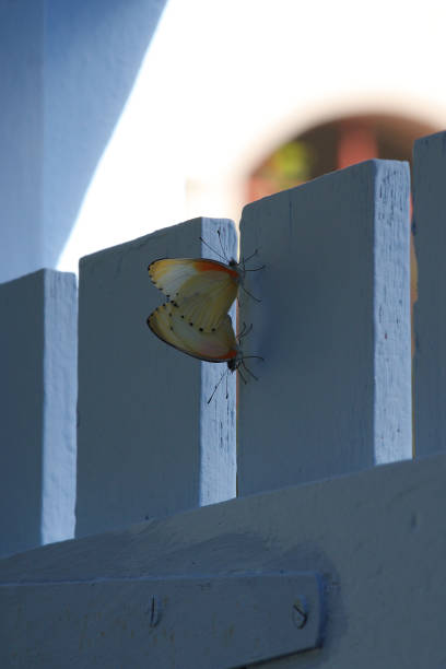 eastern dotted borders or common dotted borders, Mylothris agathina, mating on garden gate in Simon's Town, South Africa