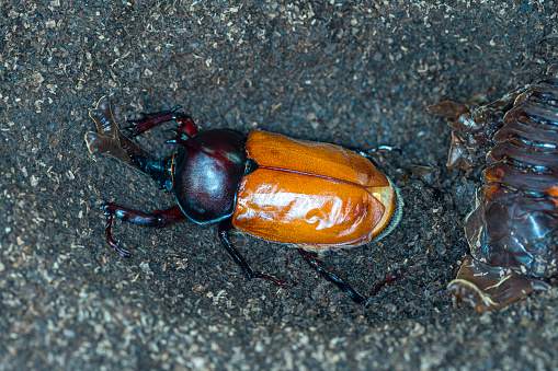 Beetle worm. chrysalis of rhinoceros. Japanese rhinoceros beetle. Allomyrina dichotomous septentrionalis.