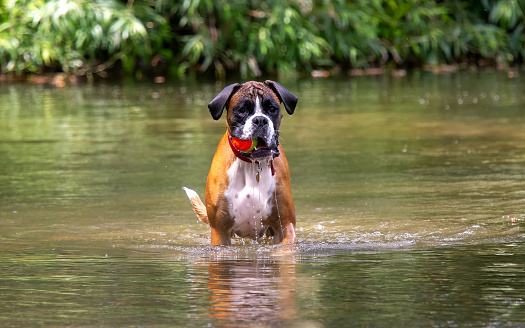 Boxer dog playing fetch in the river