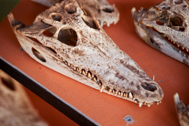 istock Dried crocodile skulls on display in a market 1691611055