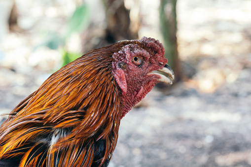 a rooster that has beautiful, attractively colored feathers, Bangkok rooster, Asian rooster
