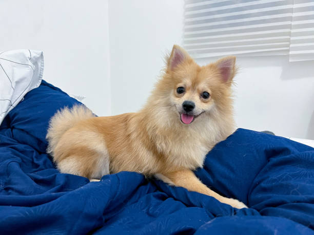 adorable perro o cachorro de pomerania feliz siéntate o acuéstate en la colcha azul o manta o estera o colchón - pets bed bedroom animal fotografías e imágenes de stock