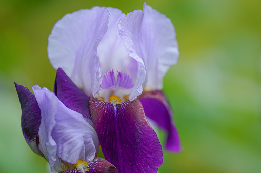 Irises are a showy flower with pretty flooms. They represent faith, hope, courage and wisdom.