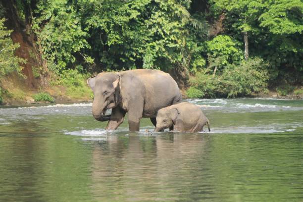 istock Mother Elephant and Baby elephant Crossing River. 1691633053