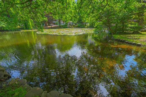Pond in Botanical garden of Gothenburg, Sweden. Its a public park with free entrance.