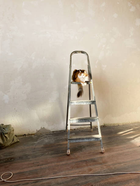 istock Cat sitting on a stepladder, helps to renovate the room 1691636286