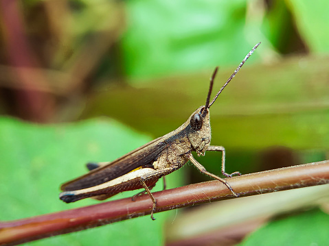 A grasshopper on the grass.