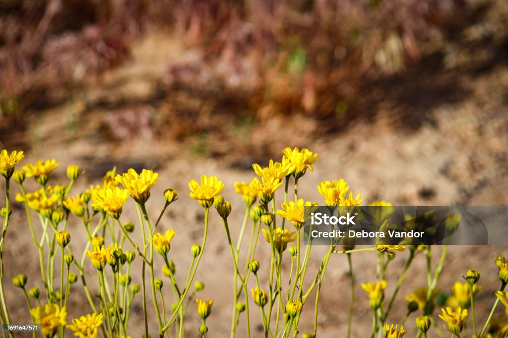 Yellow wildflower daisy’s in Arches National Park Utah Yellow daisy blossoms in Arches National park Arches National Park Stock Photo