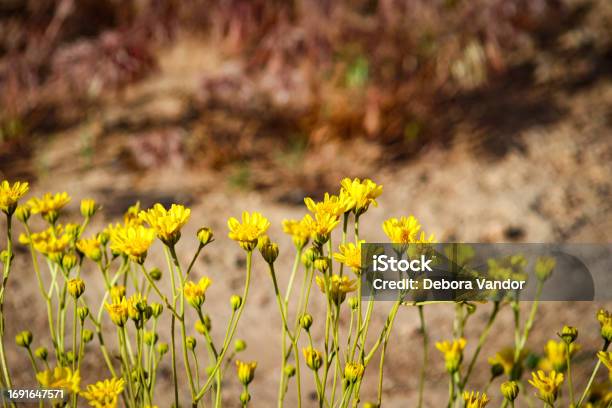 Yellow Wildflower Daisys In Arches National Park Utah Stock Photo - Download Image Now