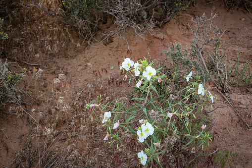 White blossoms in Arches National park