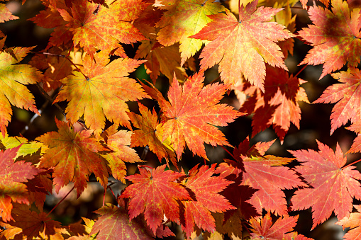 colorful autumn background with orange and red maple leaves in bright sunlight.