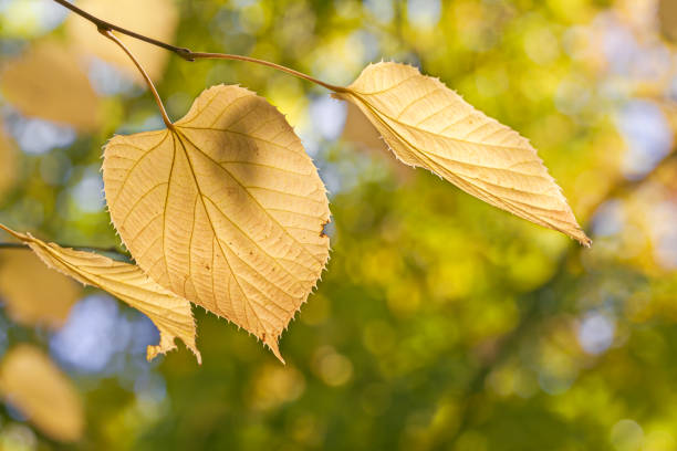 istock yellow leaves of beech tree on blurred autumn park background. macro view. 1691653181