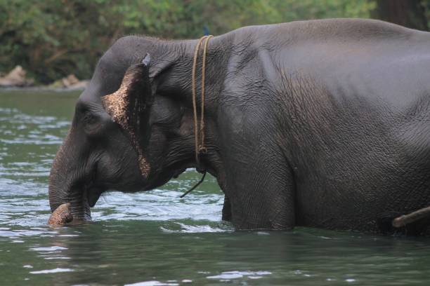 istock Elephant Taking A Bath in a River of Tropical Rainforest. 1691656328