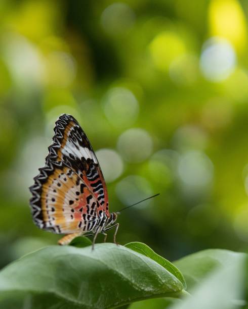istock Close-up of a red lacewing butterfly perched on a leaf 1691694589