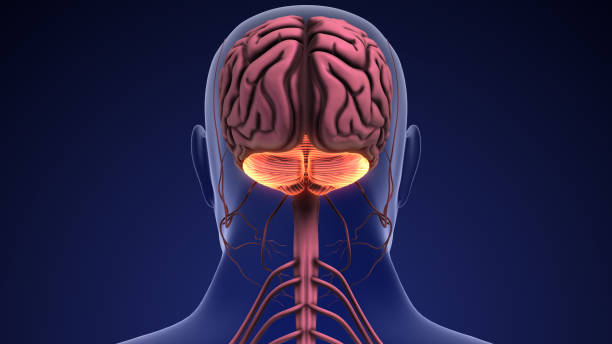 anatomia del cervello umano e del cervelletto - cervelletto foto e immagini stock