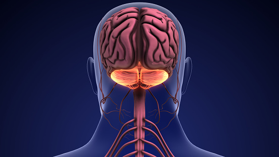 The cerebellum is primarily responsible for muscle control, including balance and movement. It also plays a role in other cognitive functions such as language processing and memory.