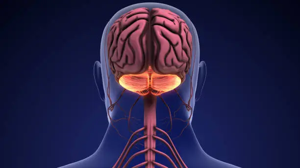 Photo of Human brain and cerebellum anatomy