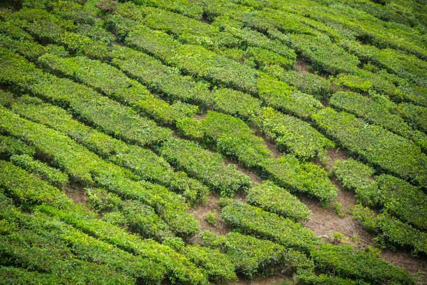 istock Tea Plantation in Cameron Highlands, Malaysia. 1691696039