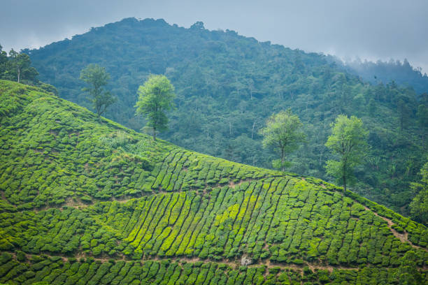 istock Tea Plantation in Cameron Highlands, Malaysia. 1691696063