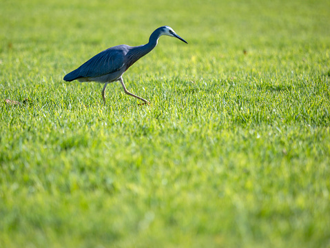 Heron bird on the grass