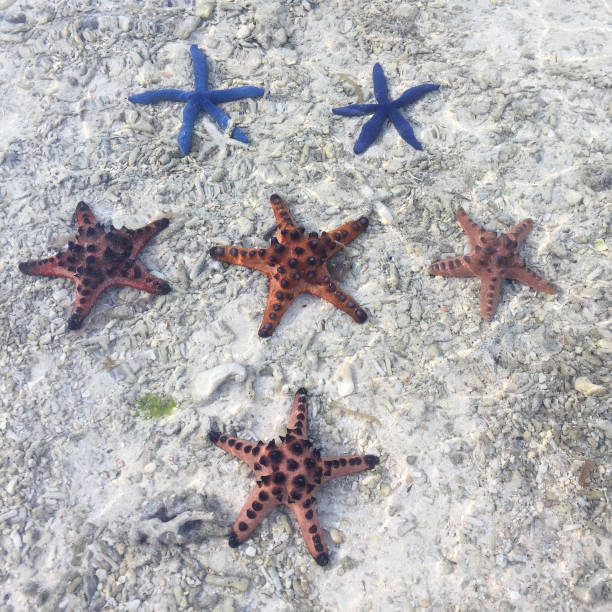 istock Blue and red starfish on the beach. 1691696136