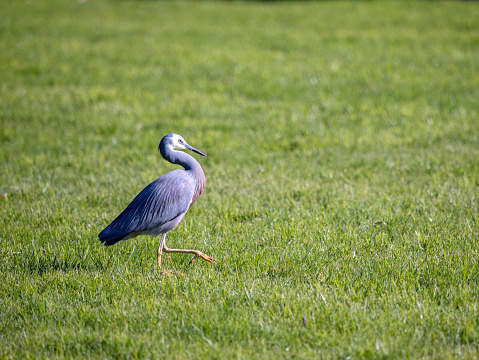 Heron bird on the grass