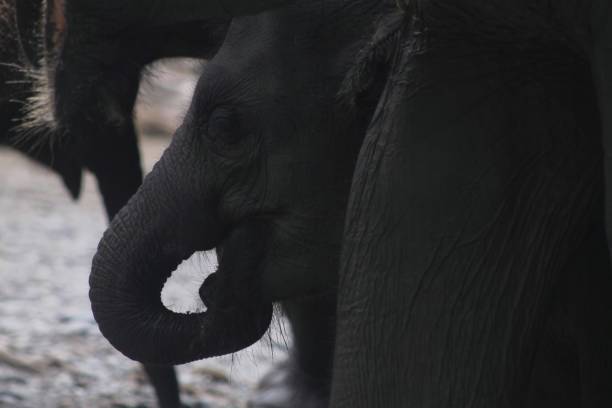 Baby of Sumatera Elephant Doing Its Daily Activities in Rainforest of Tangkahan Conservation Area, Indonesia. It Using Its Own Trunk To Drink and Grab Some Food.