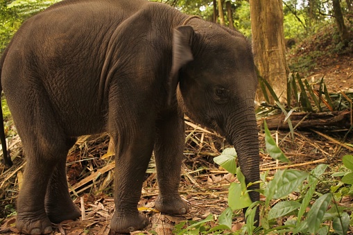 Baby of Sumatera Elephant Doing Its Daily Activities in Rainforest of Tangkahan Conservation Area, Indonesia. It Using Its Own Trunk To Drink and Grab Some Food.