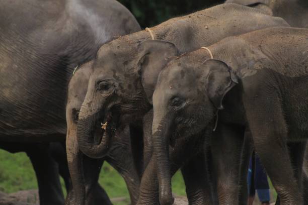 istock Baby Asian Elephant Footage in Tropical Forest. 1691709563