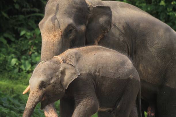 istock Baby Asian Elephant Footage in Tropical Forest. 1691709581