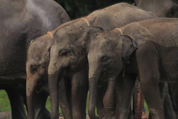 istock Baby Asian Elephant Footage in Tropical Forest. 1691709583