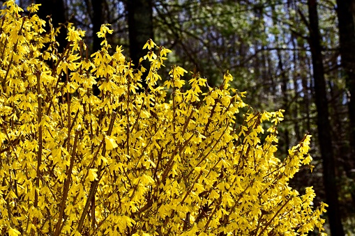Yellow forsythia and daffodils in the garden