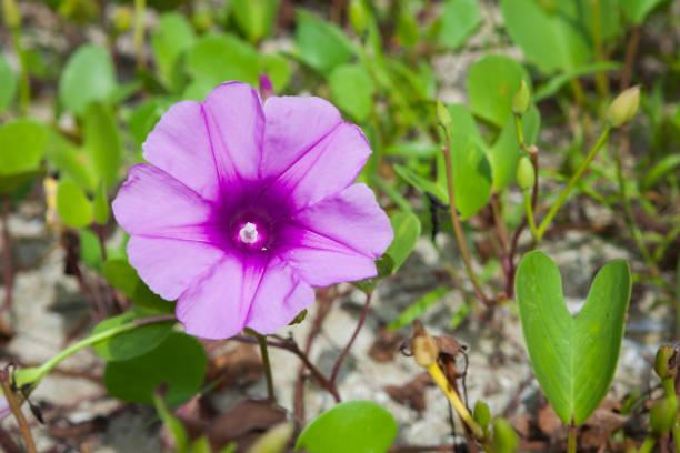 istock Morning Glory on the beach in the morning. 1691716219