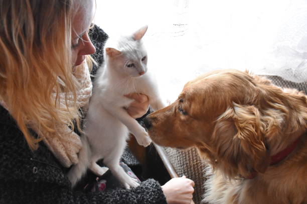 istock Woman playing with cat and dog 1691722411