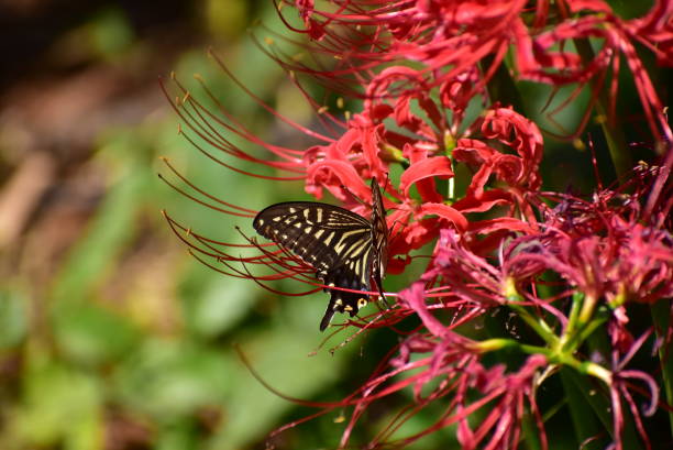 istock Red spider lilies and swallow tail butterfly 1691740282