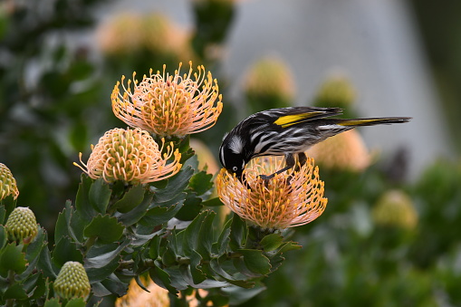 New Holland Honeyeater on a native flower