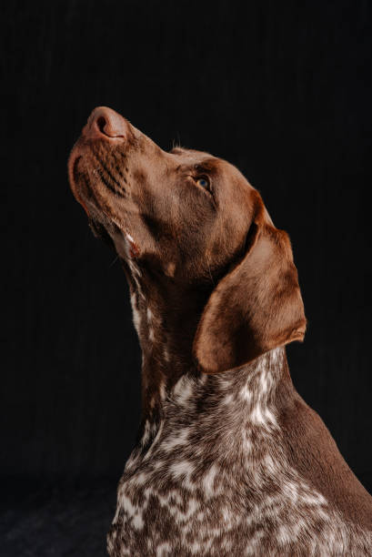 istock Portrait of German Shorthaired Pointer Puppy 1691755722