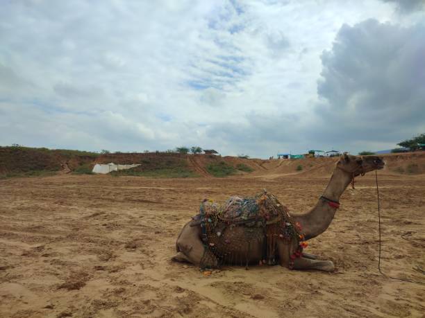 푸쉬카르 사막 사파리 사진 - pushkar camel fair 뉴스 사진 이미지