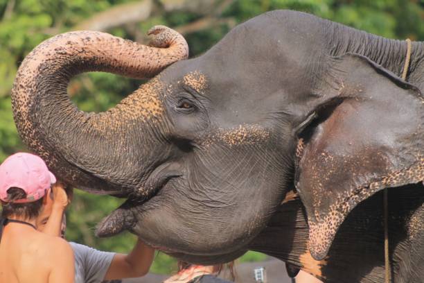 istock Elephants Closeup Shoot In Vary Angles. 1691768371