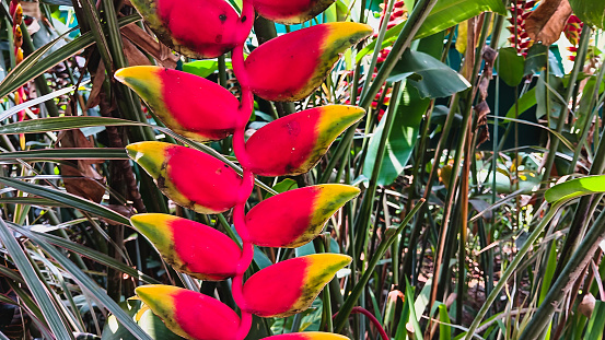 The freshness of the red Heliconia rostrata flowers